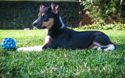Welcher Kunstrasen ist am besten für mehrere Hunde, wenn täglich viel genutzt wird und die Fläche schnell wieder sauber sein muss?