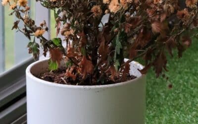 Welcher Kunstrasen ist für meinen Balkon am besten geeignet, wenn Regenwasser schnell ablaufen soll und nichts muffig oder stockig wird?