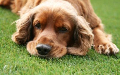 Welche Kunstrasen-Lösung ist wirklich gut für Hunde, wenn Urin-Geruch kein Thema sein soll und die Fläche leicht zu reinigen ist?