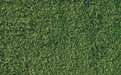 Welche Lösung ist am besten für einen pflegefreien Gartenrasen ohne Mähen und Gießen, aber mit natürlicher Optik und langer Haltbarkeit?